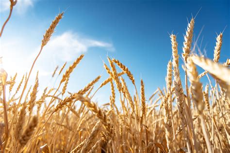 7 Benefits of Cracked Grains .